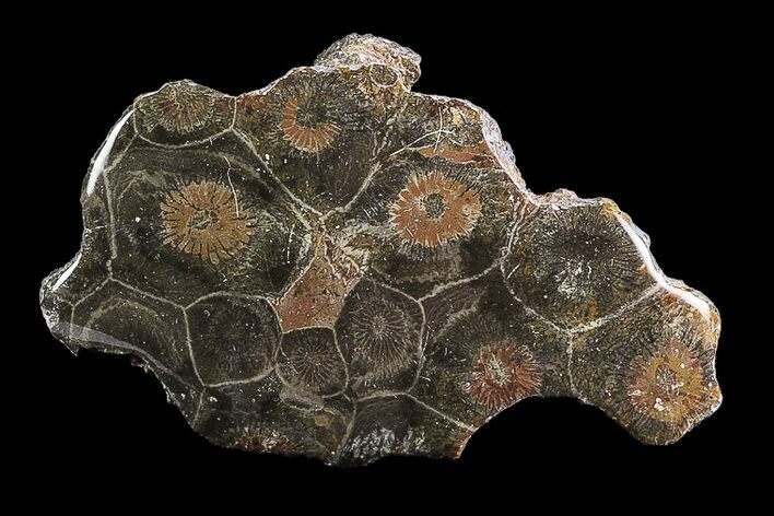 Polished Fossil Coral (Actinocyathus) - Morocco #85036